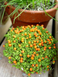 The pincushion plant gets little orange fruits.