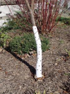 Plastic spiral tree wraps protect bark from rodents and frost-cracking.
