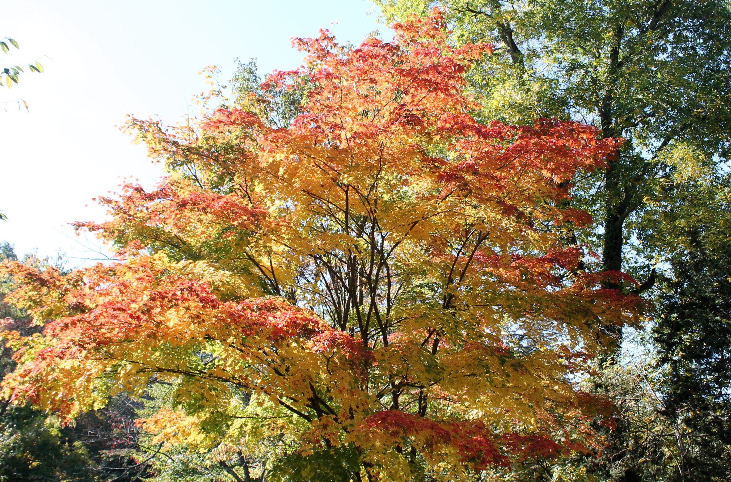 types of maples trees