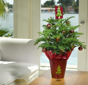 Norfolk Island pine is a natural at converting into a Christmas tree. Credit: Costa Farms