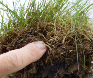Thatch is that "spongy" layer between the soil and grass blades.