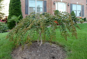 Consider planting Japanese maples "high" in a mounded bed as Hampden Twp. gardener Hylton Hobday has done with this crape myrtle.