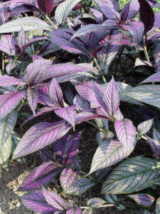 Persian shield has silvery purple leaves and is a good shady pot option.