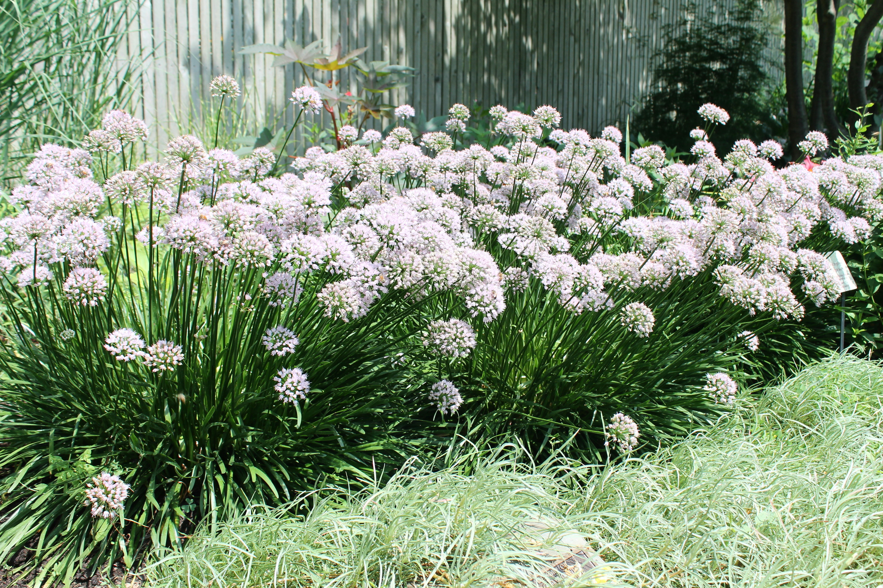 Allium Lusitanicum 'Summer Beauty