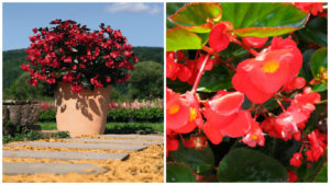 Big Red is at left in a pot, while Big Rose flowers are at right.