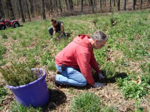 A real local farmer (Rod Wert) planting real trees in the real dirt.