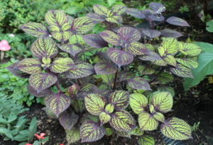 coleus-fishnet-stockings7-15