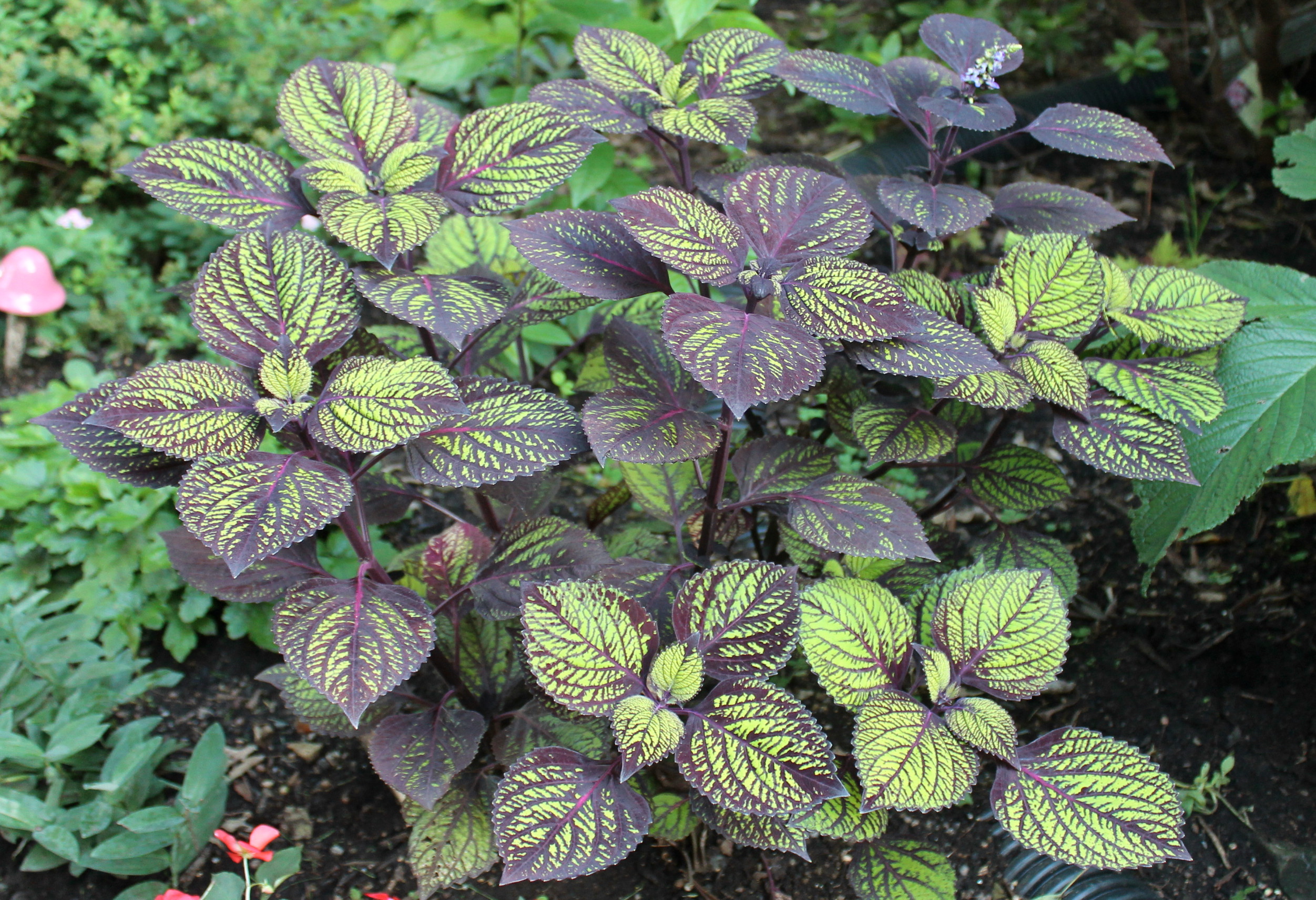 Garden Housecalls - Coleus ‘Fishnet Stockings’