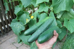 cucumber-general-lee1