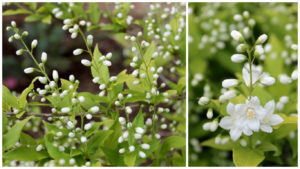 deutzia-chardonnay-pearls1