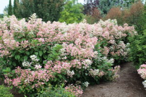 hydrangea-quickfire-hedge