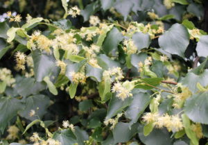 Flowers and leaves of linden tree.