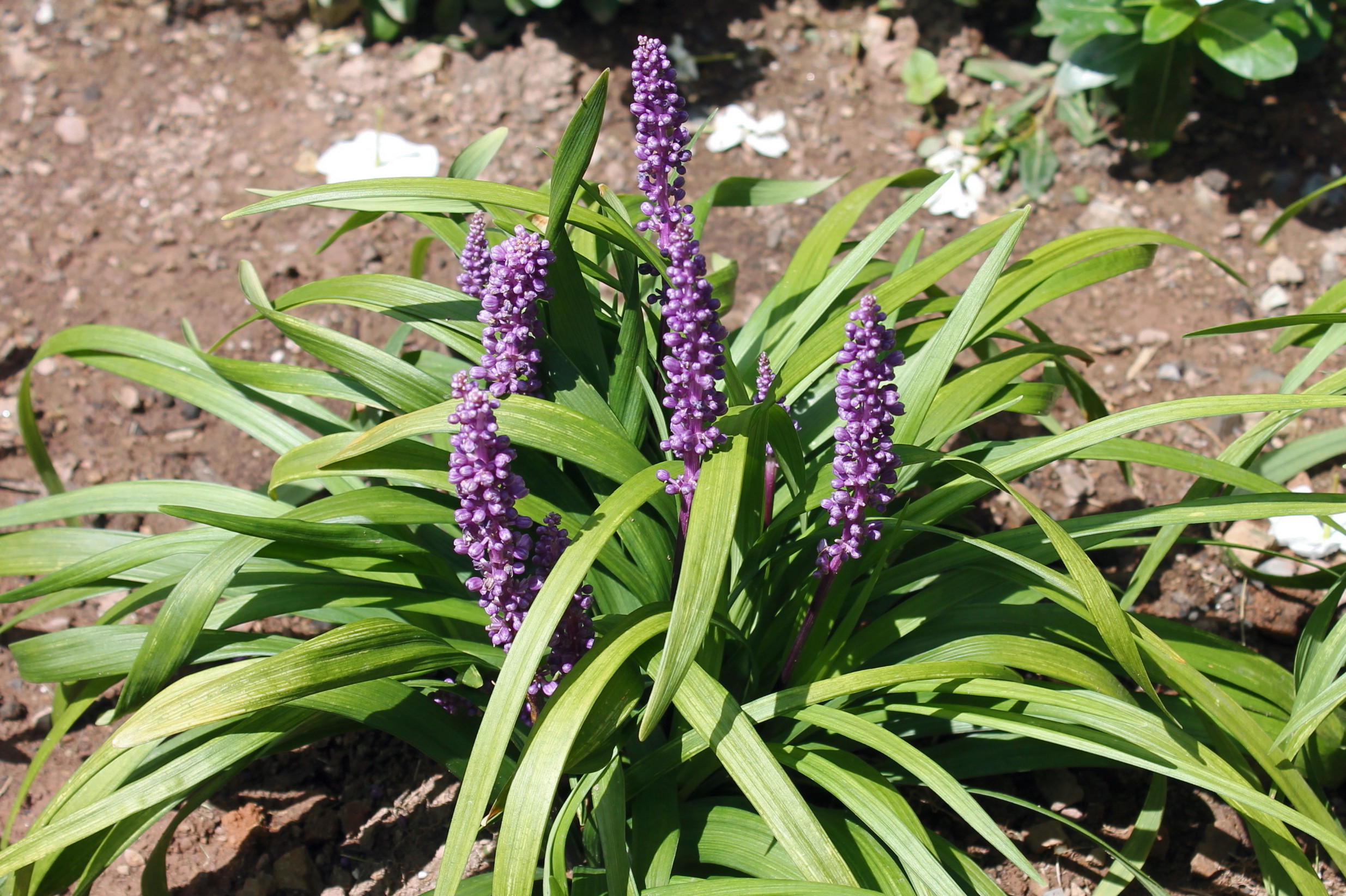 Liriope purple explosion