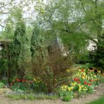 Bloomers for the “In-Between” Stage