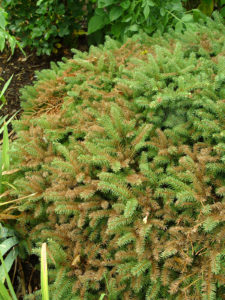 This not-so-heat-tolerant birds nest spruce is showing brown needles from heat stress.