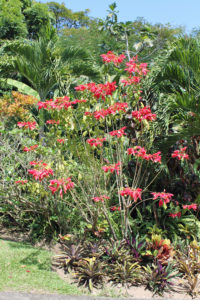 Poinsettias look like this in the landscape in their native tropical environment.