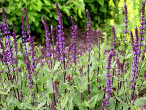 salvia-carradonnah