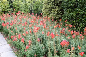 Snapdragons are a good choice for early-spring color since they can tolerate a moderate frost.