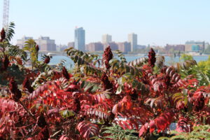 Fall foliage of a staghorn sumac planted at the High Line park in New York City.