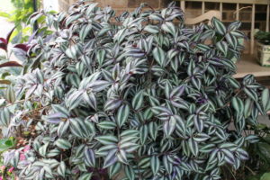 wandering-jew-potted2