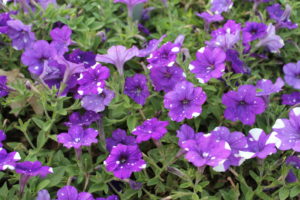 Petunia Night Sky