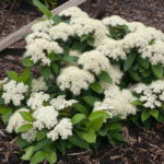 Best New Trees and Shrubs of 2017