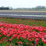 Bulbs Galore at This Year’s Philly Flower Show