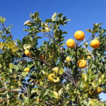 Fruit-Growing That We Can’t Do