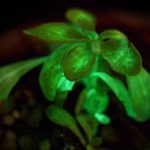 10 Frankenplants I’d Like to See