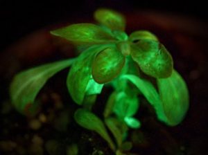 Starlight Avatar, the glowing nicotiana plant. Credit: Bioglow LLC