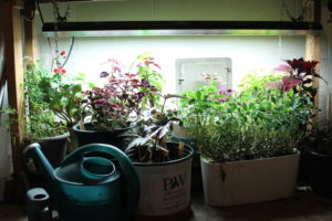 Overwintering tender plants are happily alive under my basement lights in February.