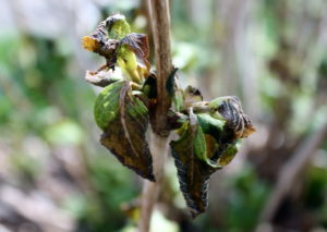 These hydrangea leaf buds have been damaged by cold.