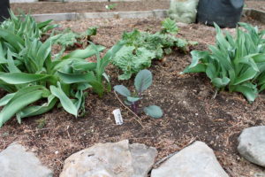 My basement-grown purple cabbage is in the ground, flanked by some tulips and backdropped by an emerging rhubarb.