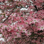 Dogwood Comeback?