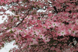 A pink dogwood, probably 'Cherokee Chief,' blooming in April.