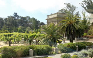 Yes, those are palm trees growing in San Francisco's Golden Gate Park.