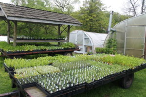Landis Valley plants ready for the annual May plant sale.