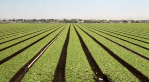 A field of spinach fans out in an ocean of green on a Salinas Valley farm.