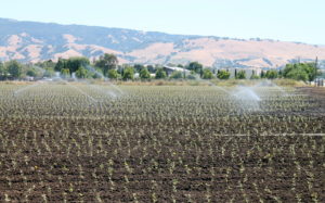 A newly planted field of artichokes is being irrigated, like almost all Salinas Valley crops.