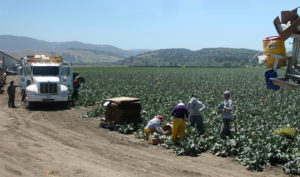 Workers are packing just-harvested broccoli right in the field.