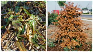 We kill plants at both ends of the spectrum -- freezing (left) and heat-baking (right).