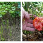 How to Keep Animals from Eating Your Harvest