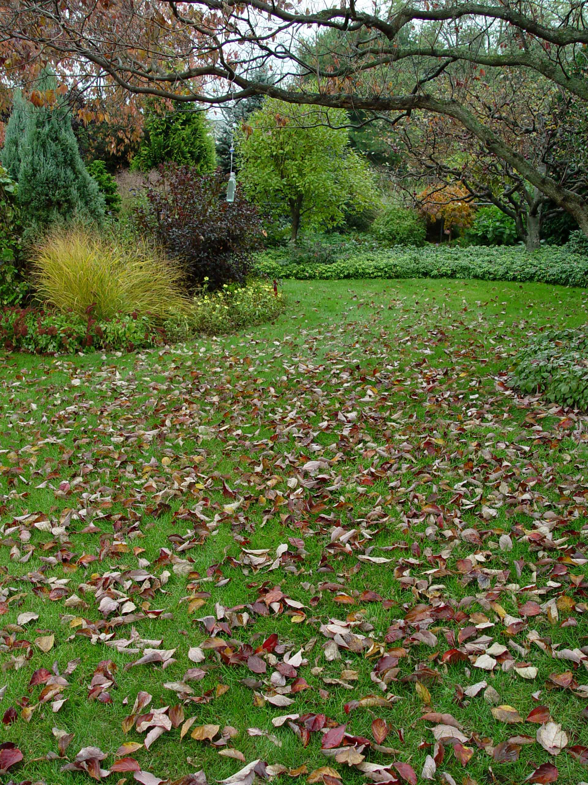 Garden Housecalls - The Great Fall Leaf (Leaf Fall?) Debate