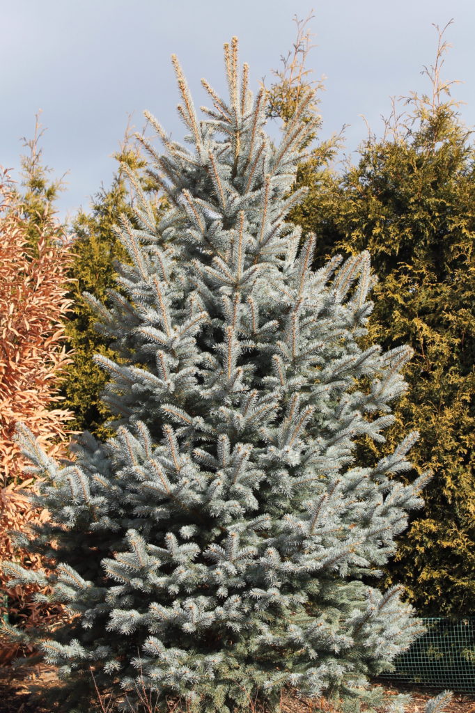 Dwarf blue spruce ‘Fat Albert’ | Garden Housecalls