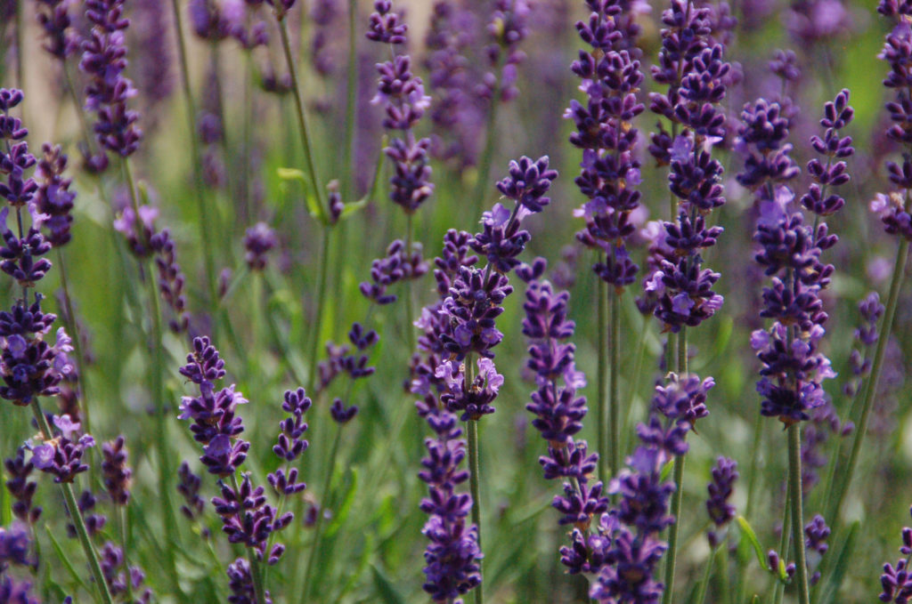 Lavender ‘Phenomenal’ | Garden Housecalls