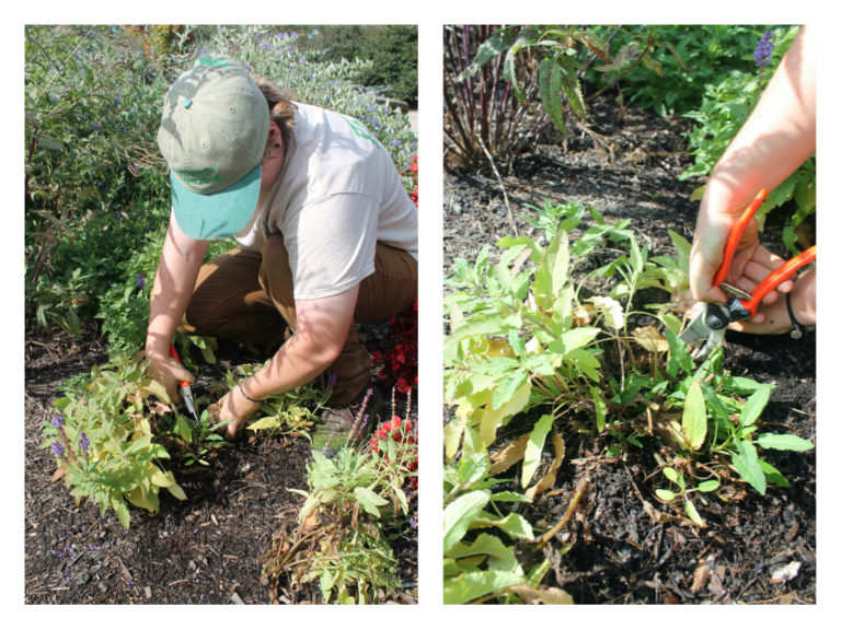 Garden Housecalls Radical PlantWhacking