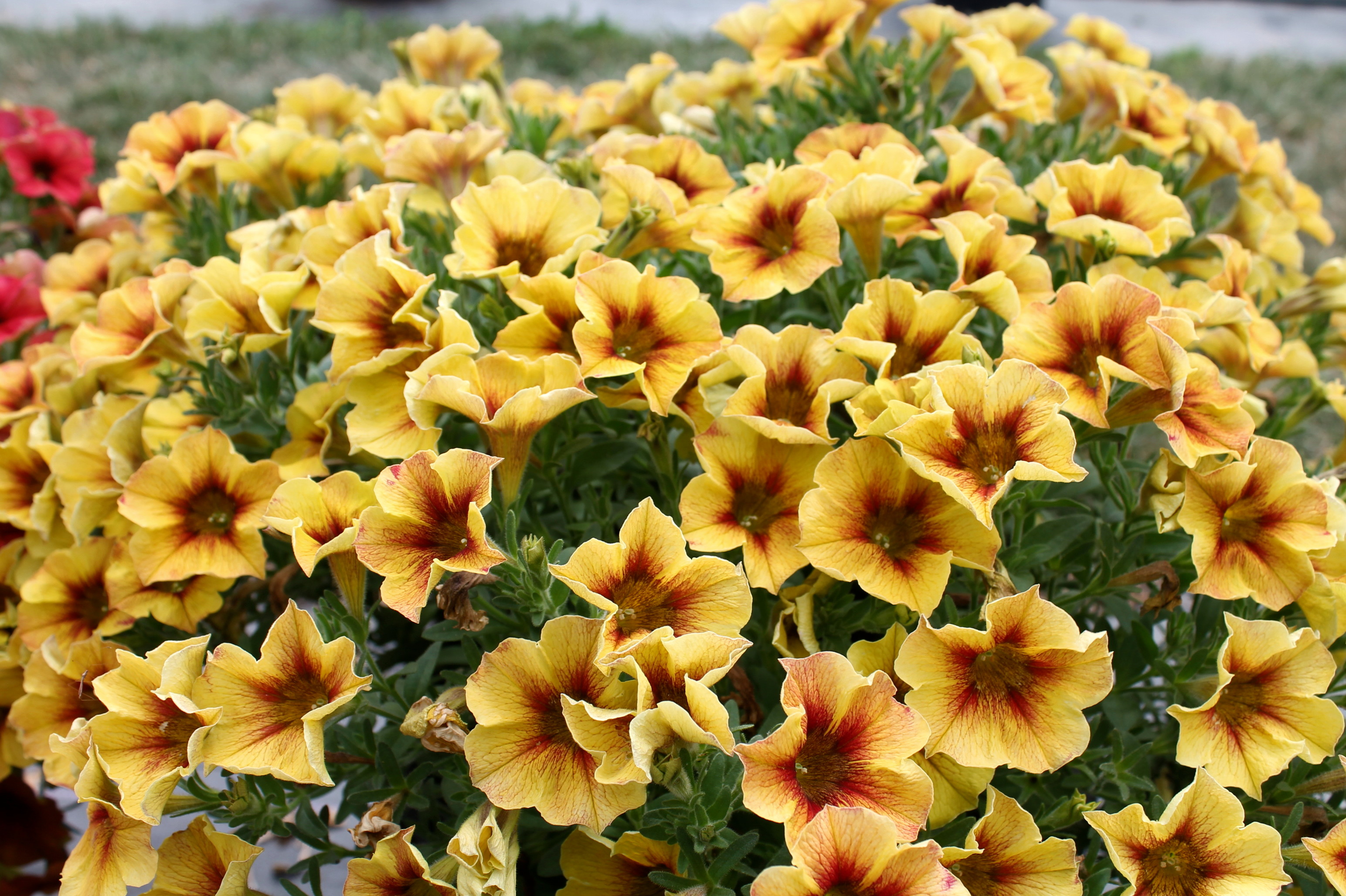 yellow supercal petchoa