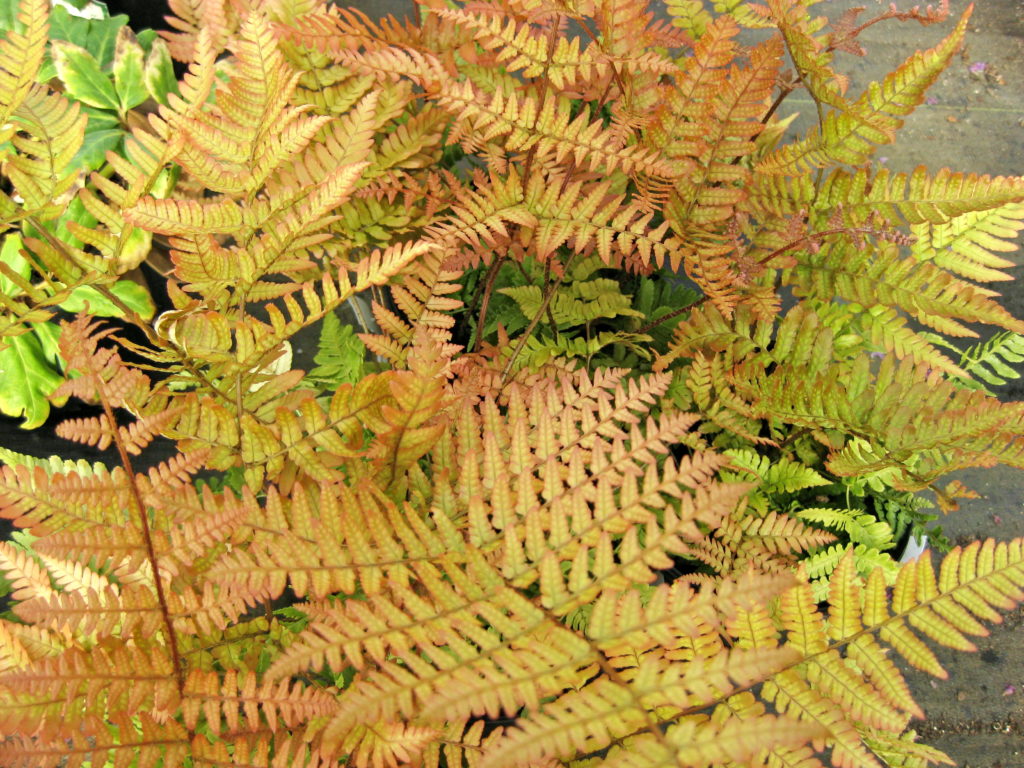 lowes brilliance autumn fern