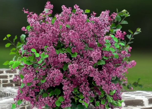 kontakt der ovre udløb Dwarf lilac 'Red Pixie' | Garden Housecalls