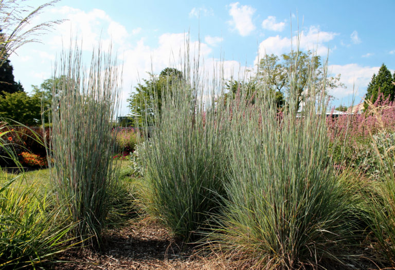 Best Plants for Your Yard? Try These 2019 Award-Winners | Garden Housecalls